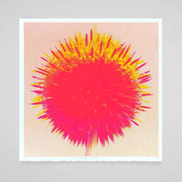 'Echinops' (Pink) by Brian Giles AKA 'Son Of A Fox'